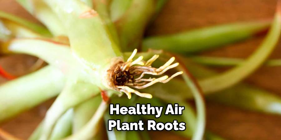 Healthy Air Plant Roots