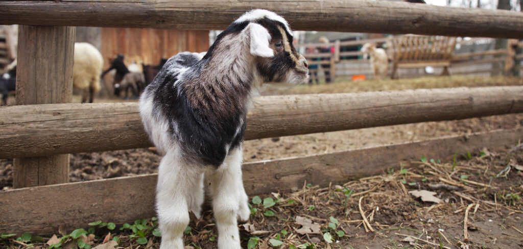 How to Build Fence for Goats