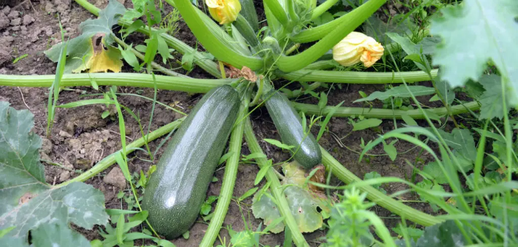 How to Grow Zucchini Vertically