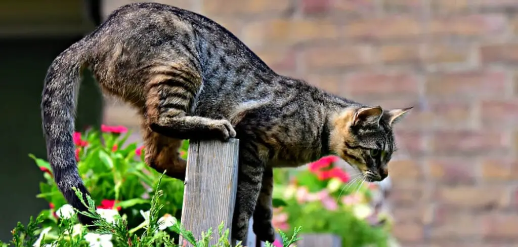How to Keep Cat From Jumping Fence