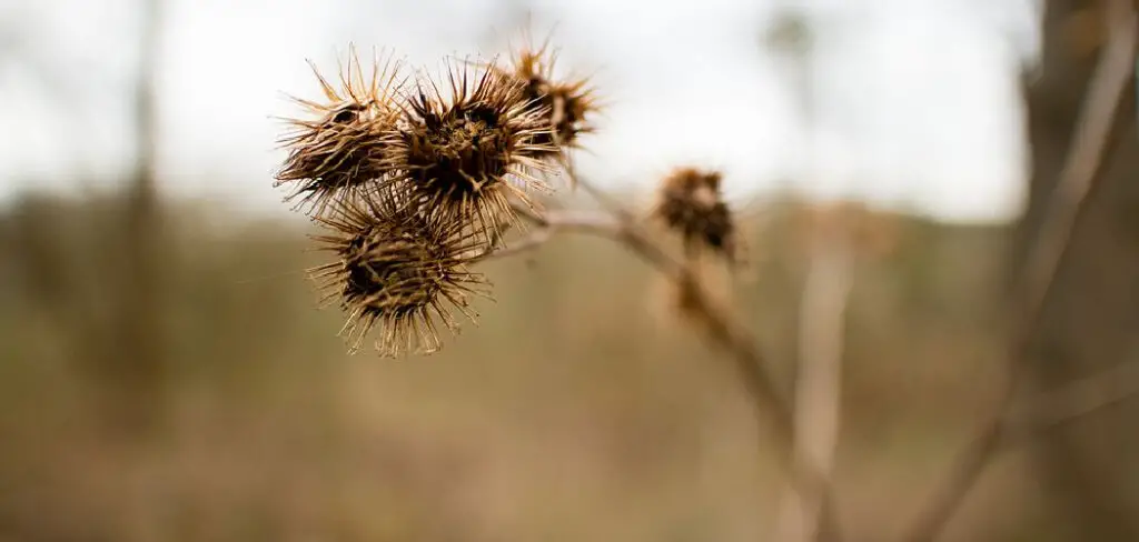 How to Kill Grass Burrs