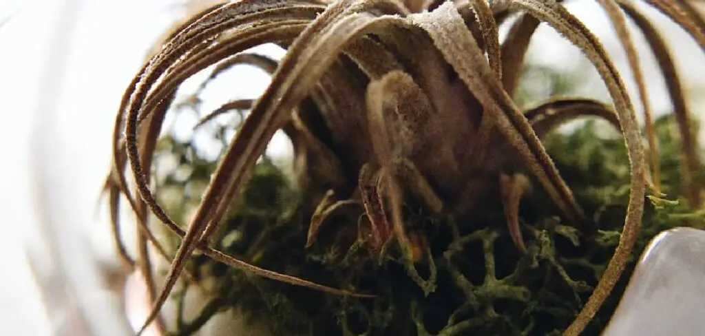 How to Know if Air Plant is Dead