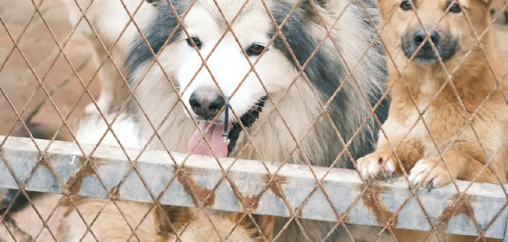 How to Make a Cheap Fence for Dogs
