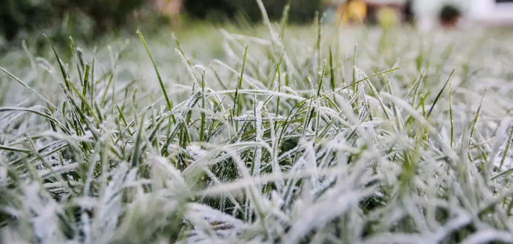 How to Protect New Grass Seedlings From Frost
