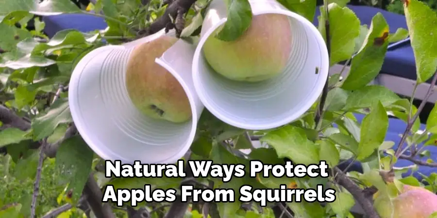 Natural Ways to Protect Apples From Squirrels
