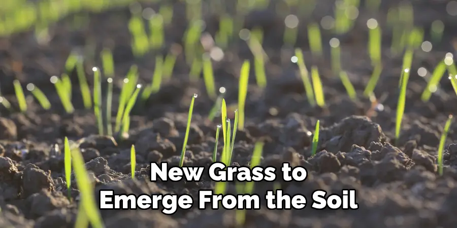 New Grass to Emerge From the Soil