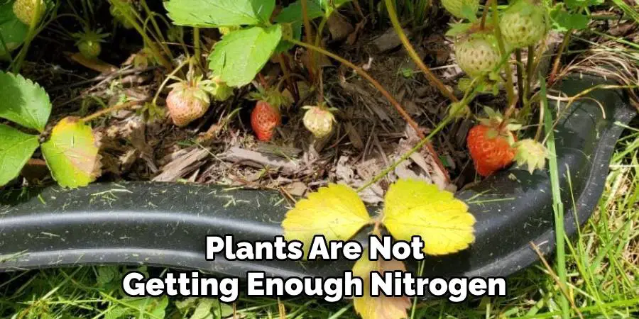 Plants Are Not Getting Enough Nitrogen