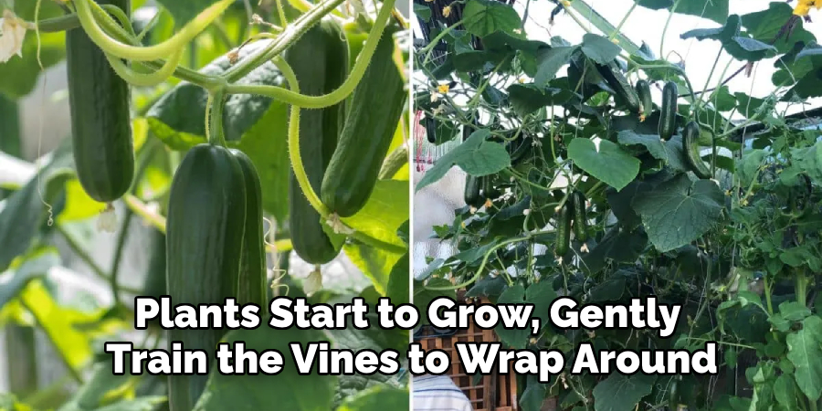 Plants Start to Grow, Gently Train the Vines to Wrap Around