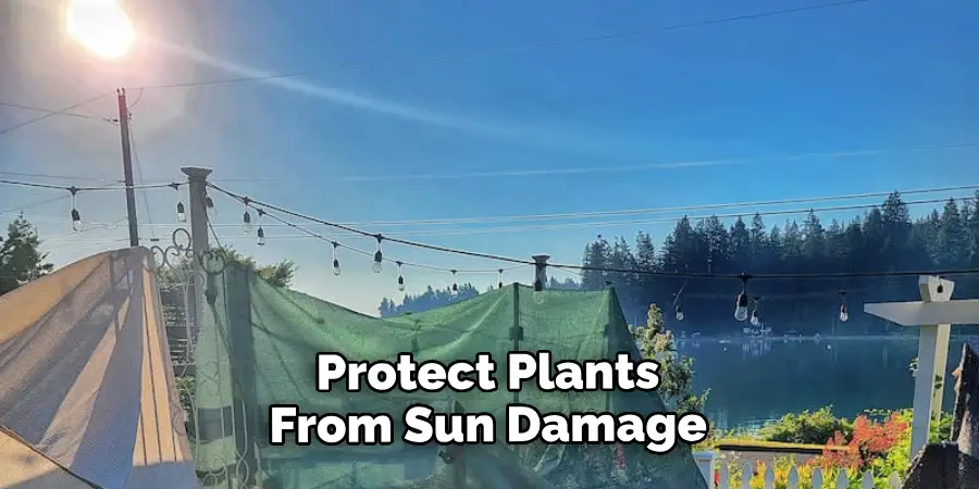 Protect Plants From Sun Damage 