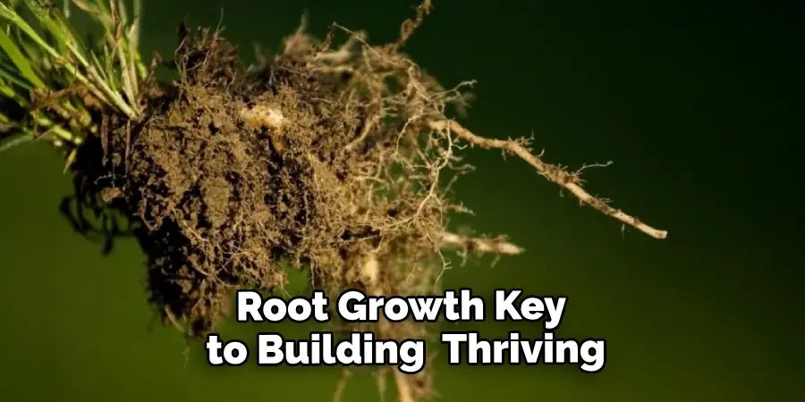 Root Growth is Key to Building a Thriving