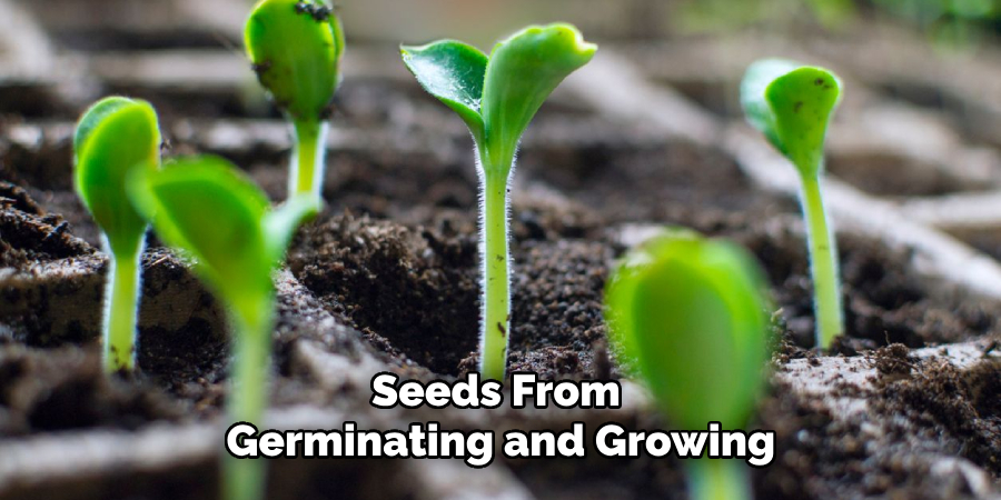 Seeds From Germinating and Growing
