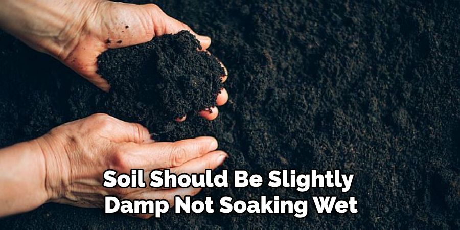 Soil Should Be Slightly Damp Not Soaking Wet
