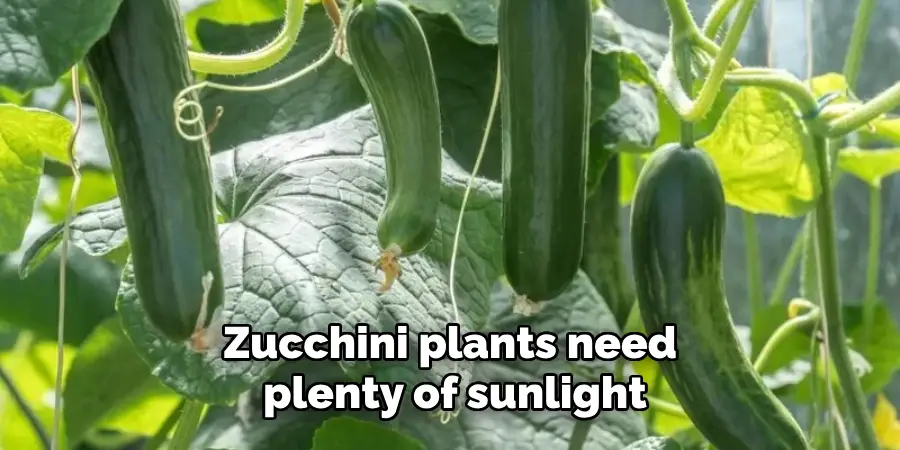 Zucchini plants need plenty of sunlight