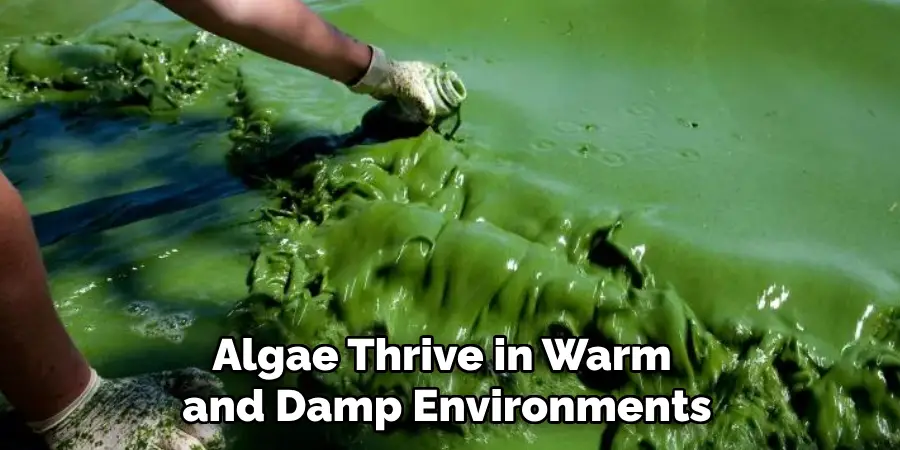 Algae Thrive in Warm and Damp Environments