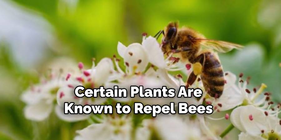 Certain Plants Are Known to Repel Bees