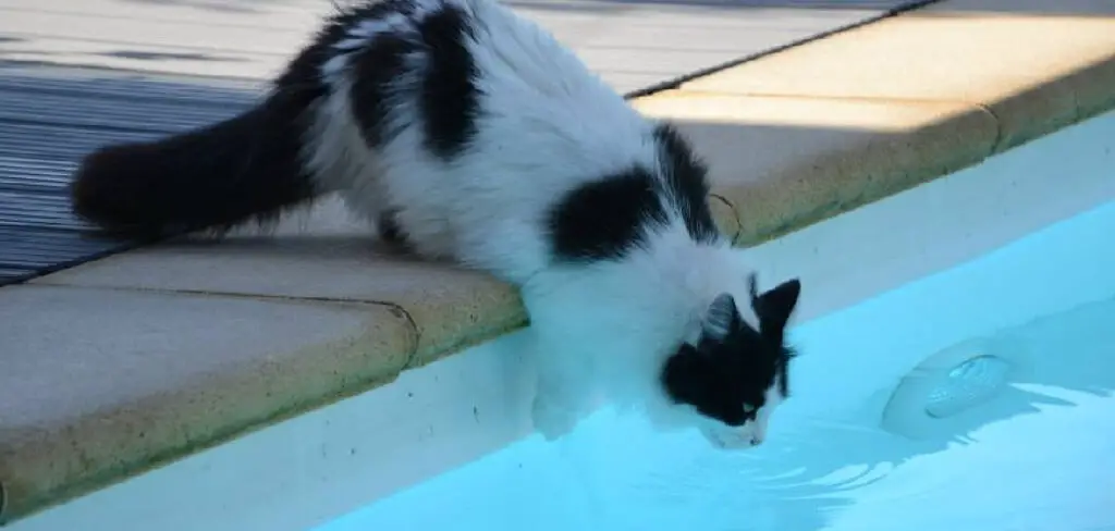 How to Keep Cats Away from Inflatable Pool