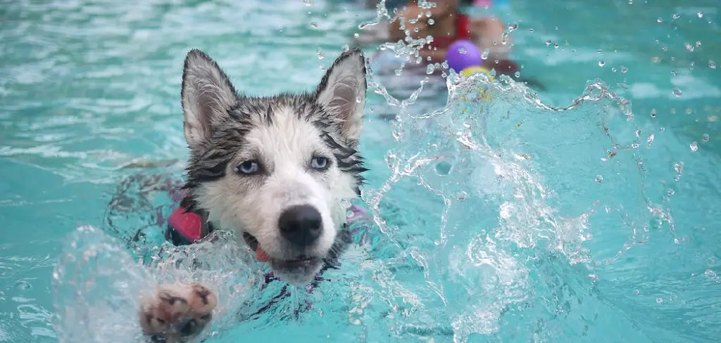 How to Get Dog to Stop Drinking Pool Water