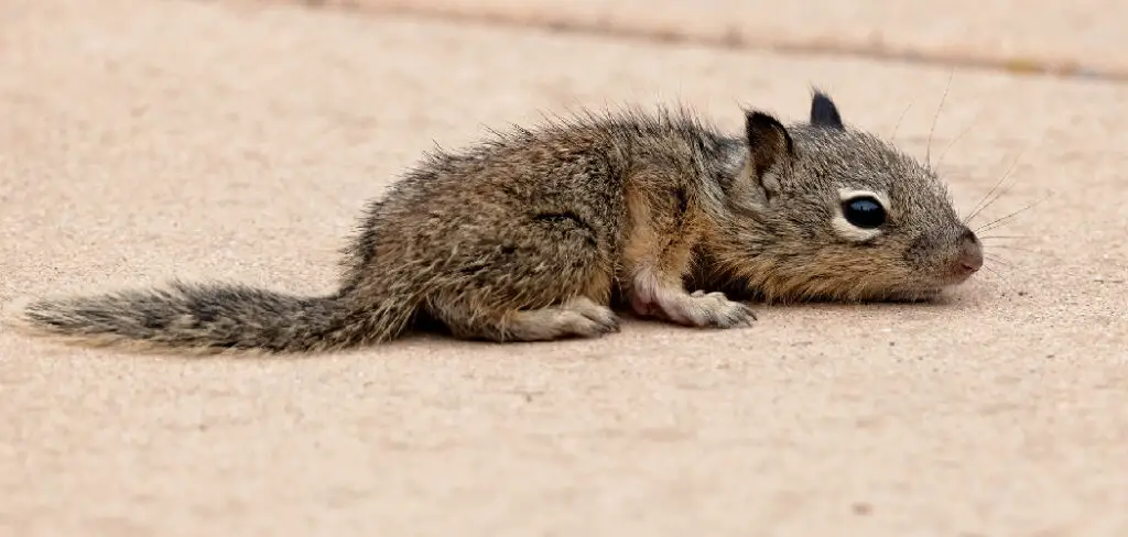 How to Get Rid of Ground Squirrels in My Yard