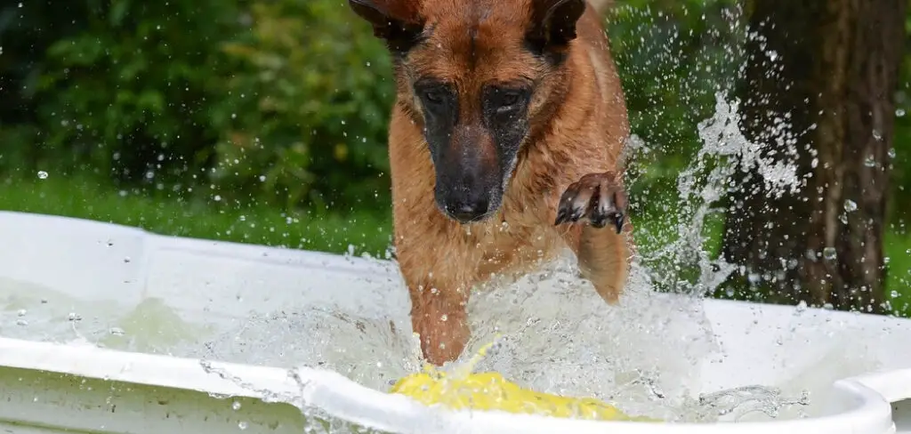 How to Keep a Dog Pool Clean