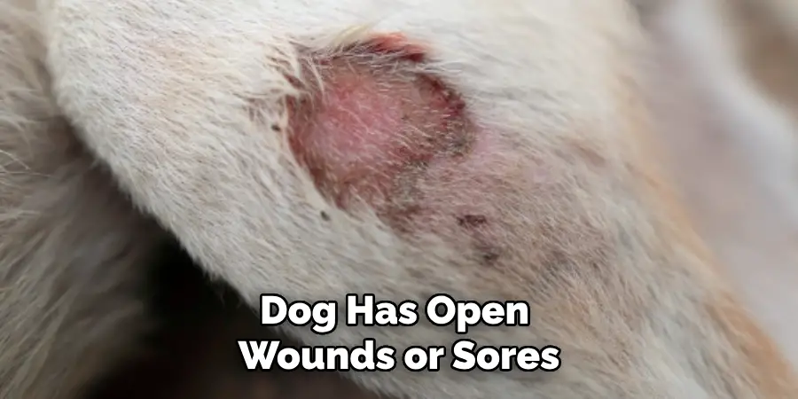 Dog Has Open Wounds or Sores