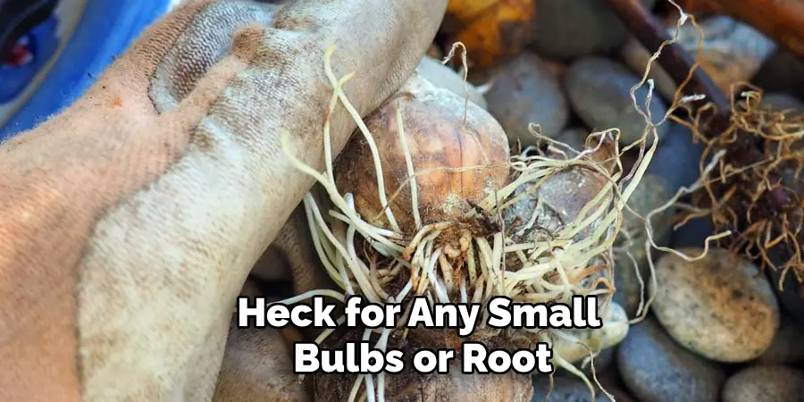 Heck for Any Small Bulbs or Root