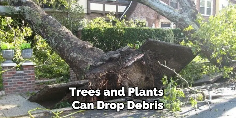 Trees and Plants Can Drop Debris