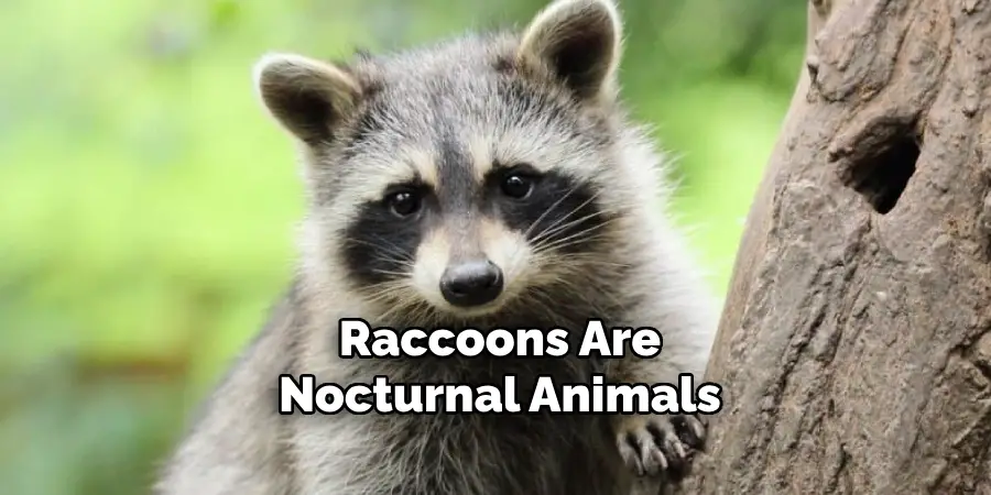 Raccoons Are Nocturnal Animals