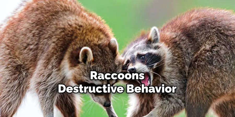 Raccoons Destructive Behavior