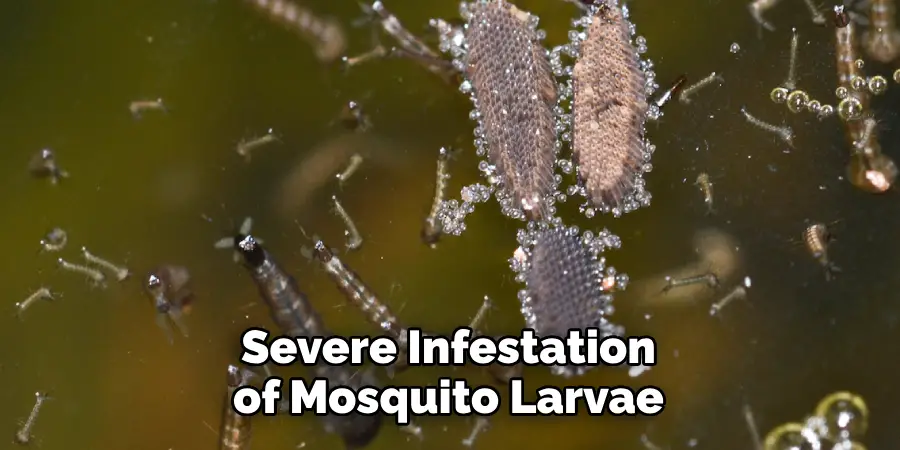 Severe Infestation of Mosquito Larvae