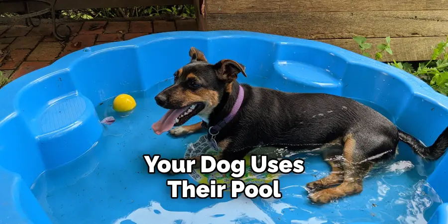 Your Dog Uses Their Pool