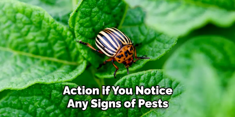 Action if You Notice Any Signs of Pests