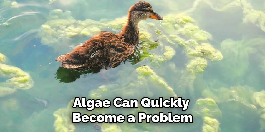 Algae Can Quickly Become a Problem