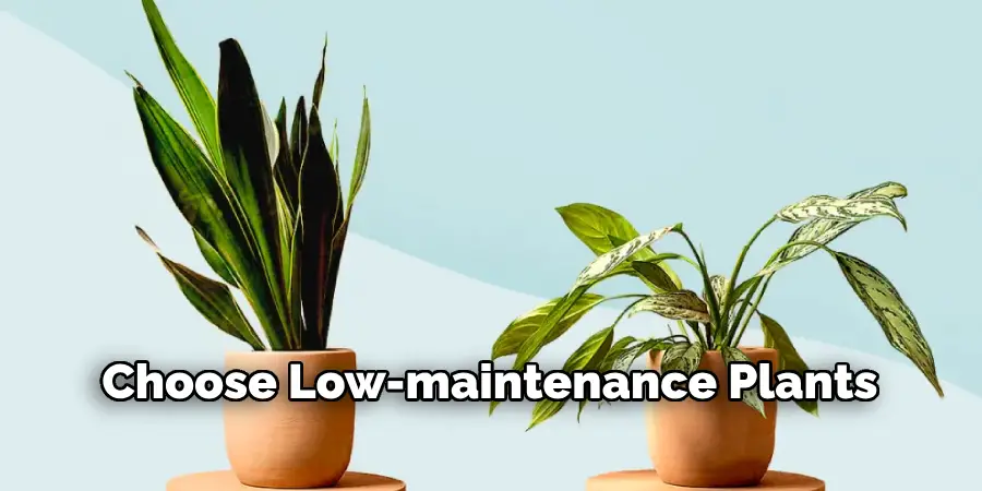 Choose Low-maintenance Plants