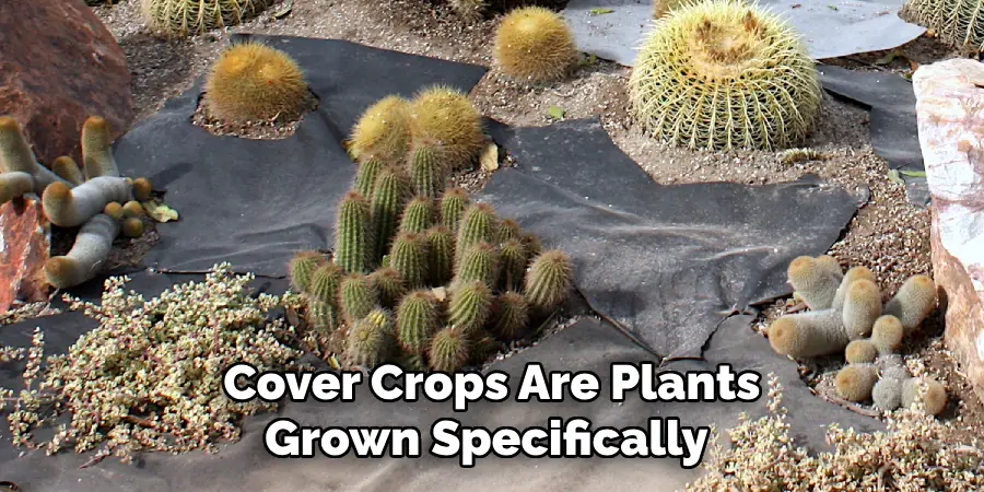 Cover Crops Are Plants Grown Specifically