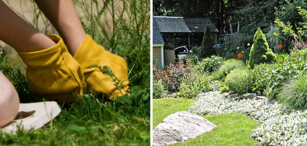 How to Clean up Overgrown Landscaping