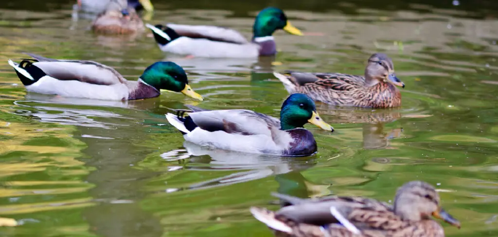 How to Get Ducks to Stay at Your Pond