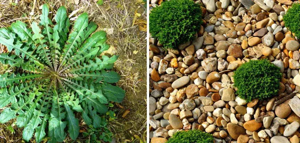 How to Get Rid of Weeds in Desert Landscaping