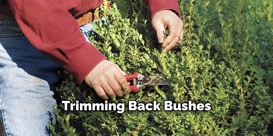 Trimming Back Bushes