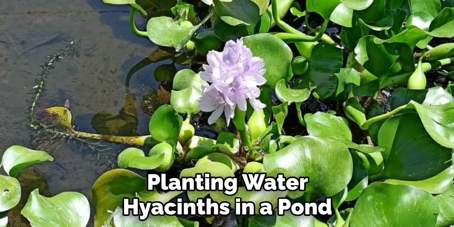 Planting Water Hyacinths in a Pond