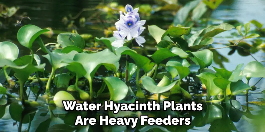Water Hyacinth Plants Are Heavy Feeders