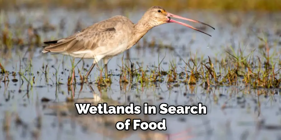 Wetlands in Search of Food