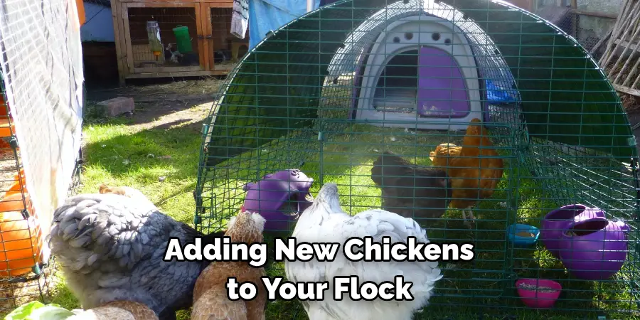 Adding New Chickens to Your Flock