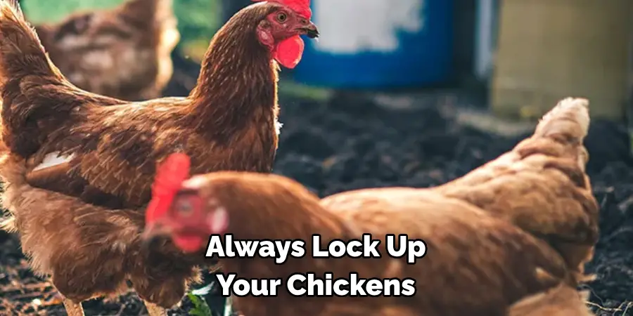Always Lock Up Your Chickens