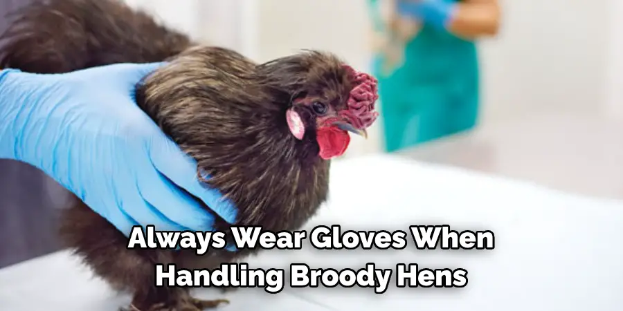 Always Wear Gloves When Handling Broody Hens