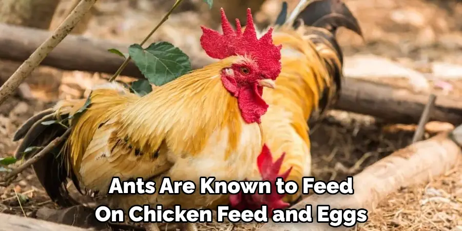 Ants Are Known to Feed On Chicken Feed and Eggs