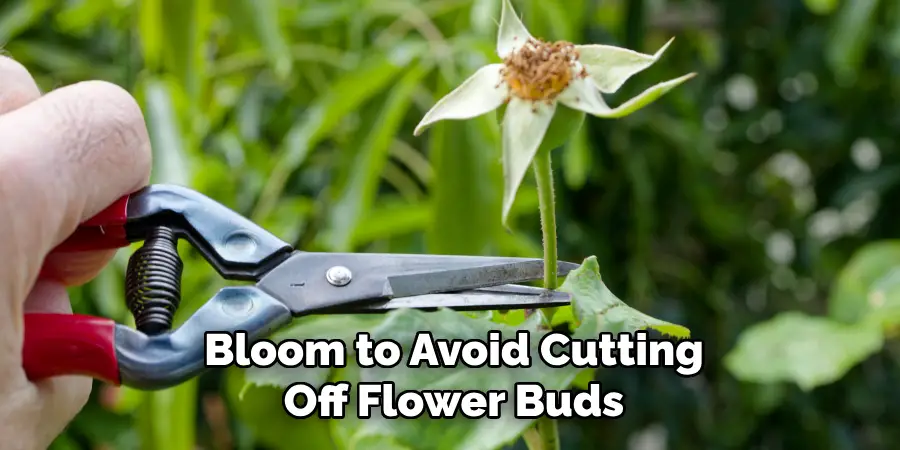 Bloom to Avoid Cutting Off Flower Buds