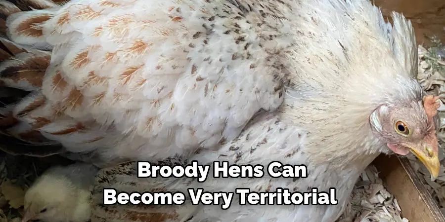 Broody Hens Can Become Very Territorial