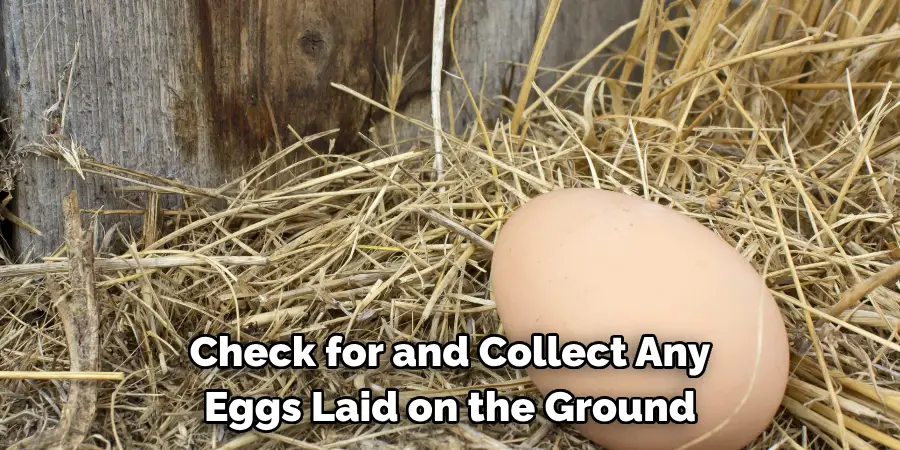Check for and Collect Any Eggs Laid on the Ground
