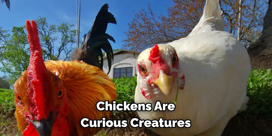 Chickens Are Curious Creatures