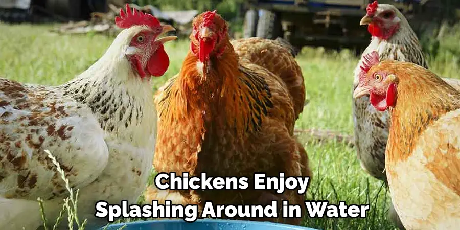 Chickens Enjoy Splashing Around in Water